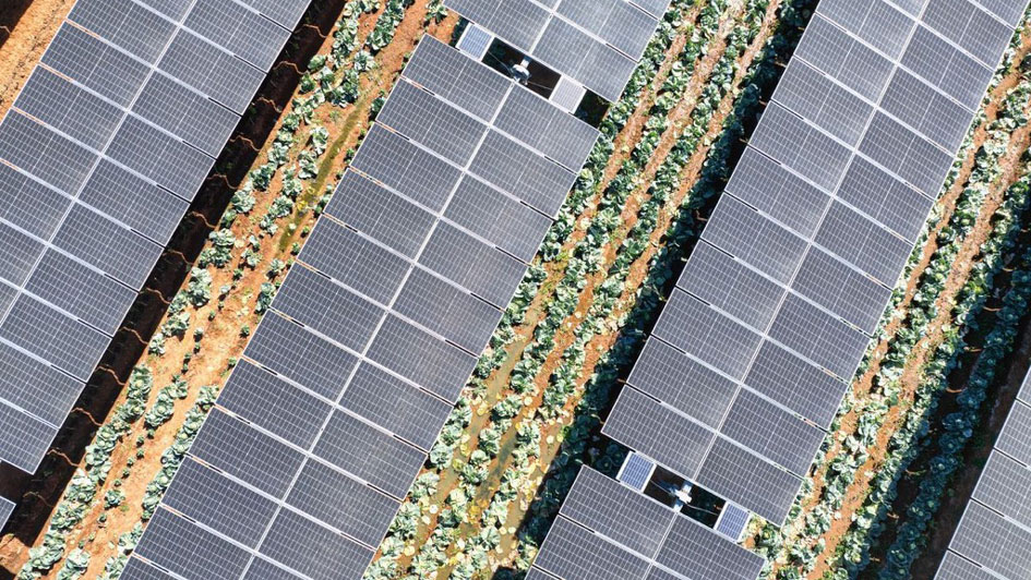 Solar panels in agriculture